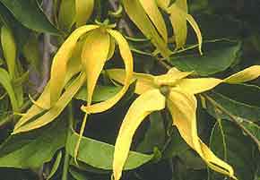 Ylang-Ylang